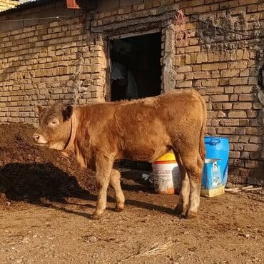 balaca dana: Satılır: dana - Cins: ehtimalən yerli ət istiqamətli (sarı-qəhvəyi — 4