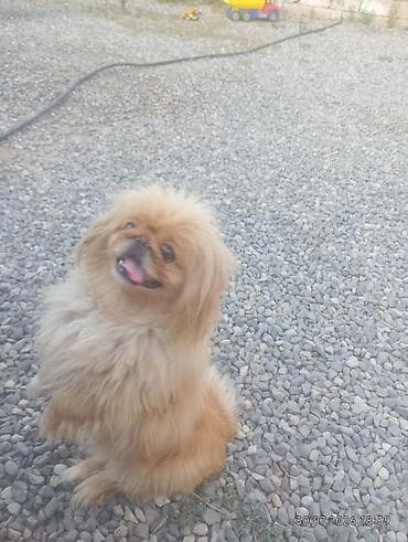 Pekines, 1 il, Dişi, Peyvəndli, Ünvandan götürmə