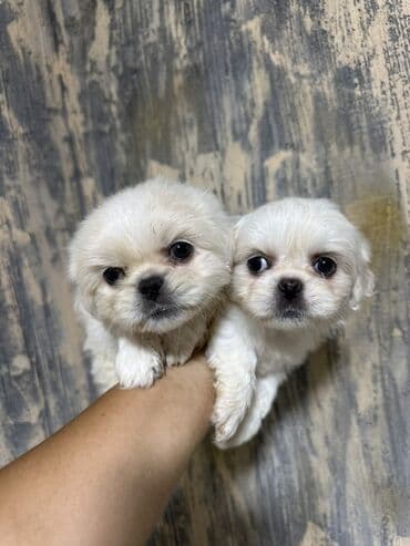 it parodaları: Pekines, 2 ay, Erkek — 4