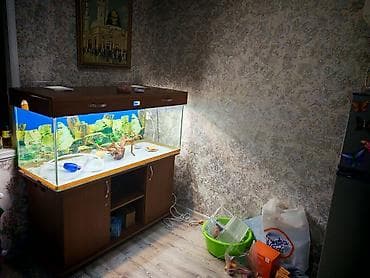 akvarium balik: Akvaryum və şkaf dəsti(130x50x50) Şüşə 10-luqdur, şkafın qapağıda var — 1