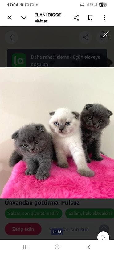 pişiy: Böyük qulaqcıqlı, böyük gözlü, böyük xəzli böyüķüklə — 6