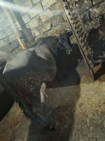 simmental inək cinsi: Südlük inəklər və buzov - Şəkillərdə iki südlük inək və bir buzov — 1