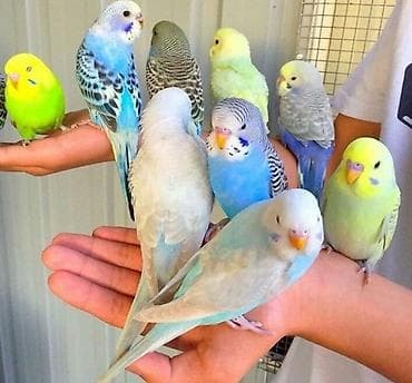 lələkli heyvanlar: 🐦 Papuğay Sevənlər üçün Xüsusi Təklif! 🐦 Sizlər üçün hazır öyrənmiş və — 5