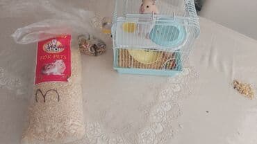 İtlər: Digər heyvanlar — 4