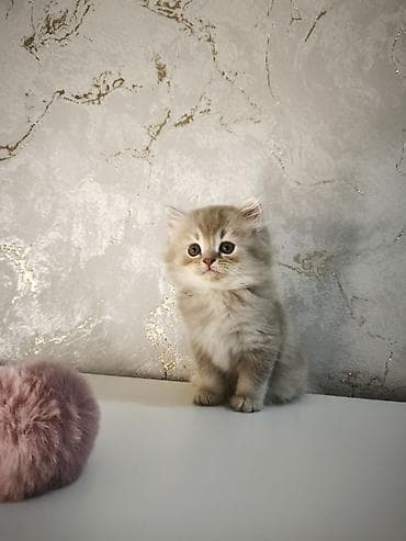 Şotland, Erkək, Ünvandan götürmə, Ödənişli çatdırılma