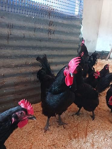 Toyuq, Australorp, Damazlıq lalafo.az -da Toyuq, Australorp, Damazlıq