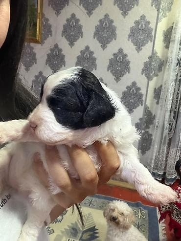 mini toy pudel: Pudel, 2 ay, Peyvəndli, Ünvandan götürmə — 2