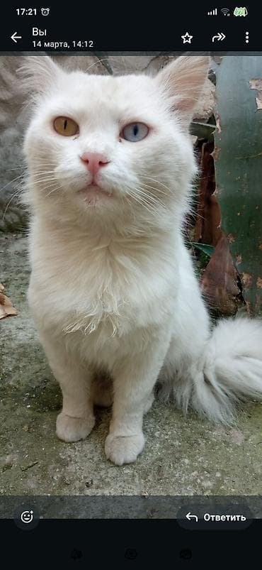 ev heyvanlari satisi: Türk anqora, Erkək, Yaxşı əllərə — 2