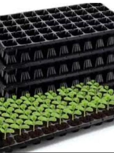 dibcek gulu: Şitil viyolası – peşəkar fidan yetişdirmə üçün plastik çoxgözlü — 5