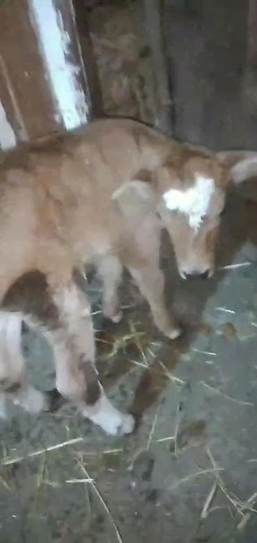 ucuz dana: Buzov satilir 3 gunlukdu dişidi bekar adamlar narahad etmesin

- — 1