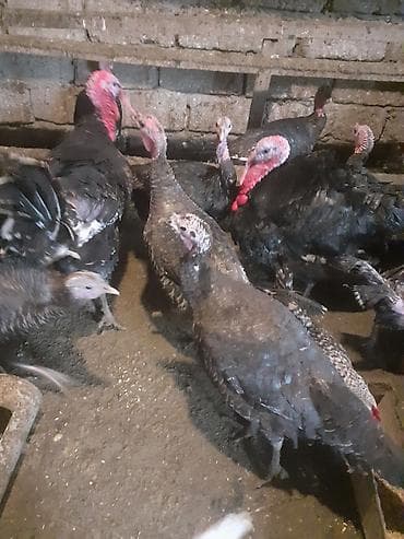 tovuz qusu satilir: Amerika Bronzo.Təmiz qan .Super ətlik və damazlıq cinsdir.Mayalı və — 6