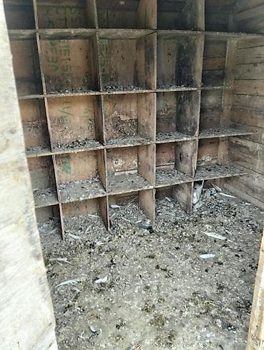 heyvan bazarı: Metaldan və taxtadan yığılma quşxana/ göyərçin yuvası - Korpus: metal — 3