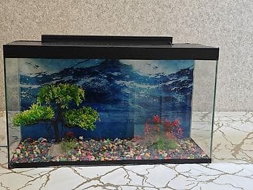 akvaryum balıq: Dördbucaq akvarium, Boş, 40 l, Ünvandan götürmə, Ödənişli çatdırılma — 1