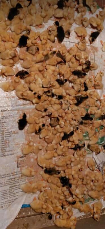 Cücələr: Dişi, | Kuban, Damazlıq, Ünvandan götürmə, Ödənişli çatdırılma, Rayonlara çatdırılma — 4