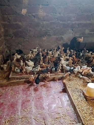 cücə: Toyuq cücələri, Ətlik — 3