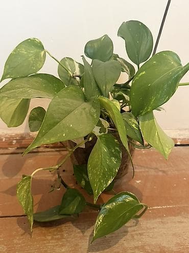 xoruz otu bitkisi: Epipremnum aureum (Pothos/Skindapsus) – saksı bitkisi İstəyən — 1