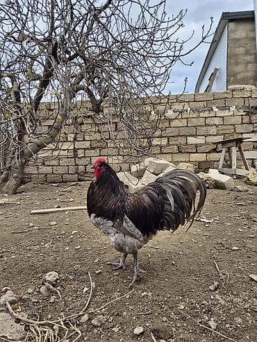meşe xoruzu: Salam Aleykum 1 yaşi var .Ciddi şexsler narahat etsin — 1