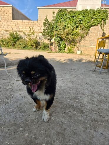 Pişiklər: Pekines — 3