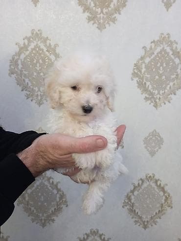 maraqli it adlari: Pudel, Peyvəndli — 5