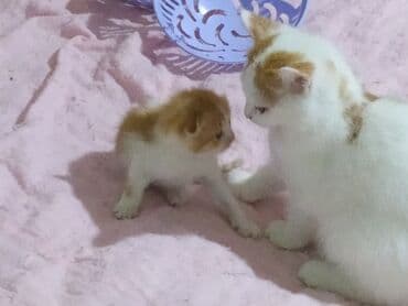 pişik şekileri: Şotland yastı qulaq, Yaxşı əllərə — 4