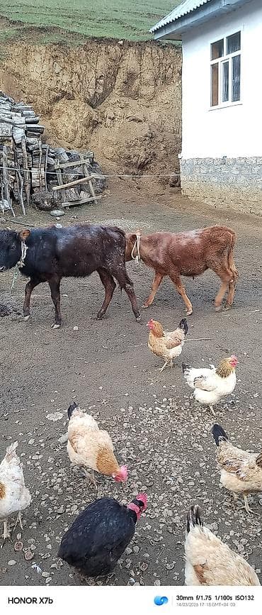 broyler toyuqları satisi: Məhsul: Buzağılar (2 ədəd) Təsvir: - Şəkillərdə iki baş sağlam, yerli — 3