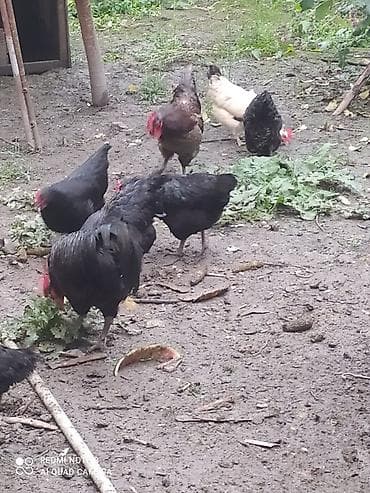 heyratı o şamo: Toyuq, Australorp, Damazlıq, Ünvandan götürmə — 4