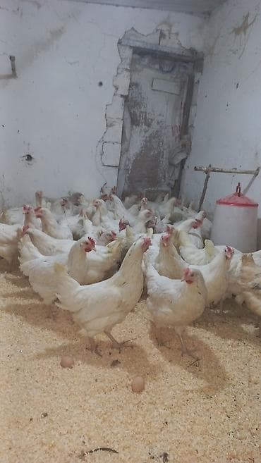 zeli satisi aptek: Xoruzlar satilir temiz et 1.300 1.500 11 azn ve 750 900 qram 9Azn — 4