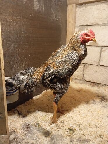 в добрые руки баку: Marta cixan becedi hec bir puroblemi yoxdu barter yoxdu unvandan — 1