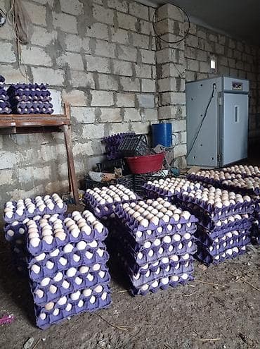 yumurta papaqlar: Təzə toyuq yumurtası – iri həcmli satış - Təbii yemlə bəslənən yerli — 2