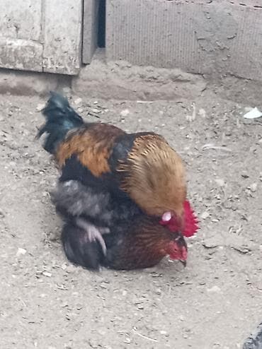kənd toyuqu: Toyuq, Damazlıq, Ünvandan götürmə — 2