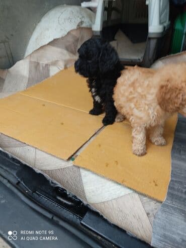 отдам собаку в хорошие руки: Пудель, Самка — 7