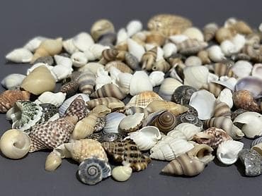 pul seyfi: Müxtəlif formalı və rəng çalarlarında dəniz qabıqları dəsti. 175 ədəd — 6
