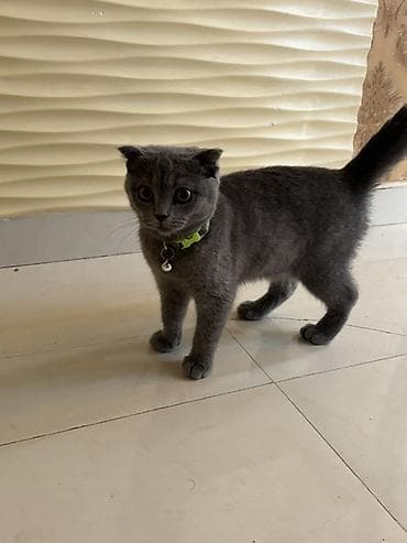 şotlan pişik: Şotland yastı qulaq — 2