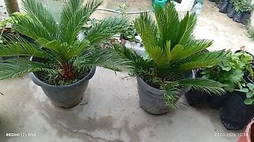 suni bitki: Sago xurması (Cycas revoluta) – iri dibçəklərdə dekorativ palma — 1