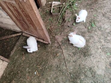 ərəb dovşanı: Karlik bala dovşanlar bala dovşanlar satılır dovşanlar dovşan — 3