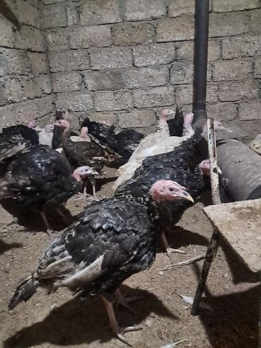 Keçilər, çəpişlər: Salam super tam sağlamdi. 3-4 ayliqdilar kesimlik ve yumurtaliq üçün — 1