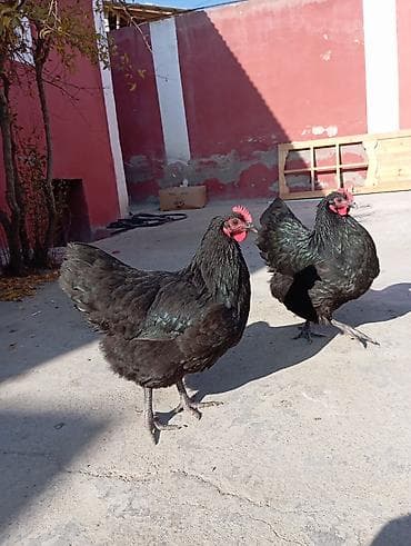 toyuğu: Toyuq, Yumurtalıq — 5