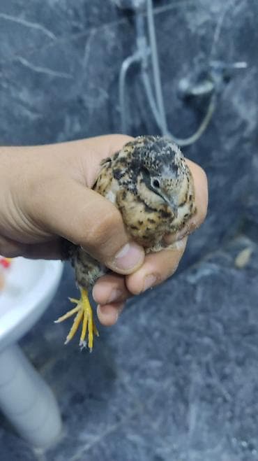 Çin bildirçinleri hamsi hazır yumurtax quşlardi .müxtəlif renqlerde — 5