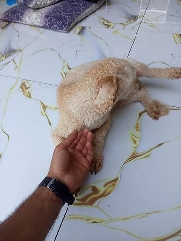 avcarka itləri: Pudel, Erkek, Peyvəndli — 2