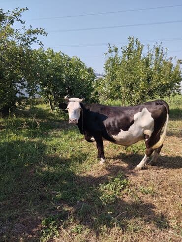 inek qiymeti: Dişi, il: 9 — 2