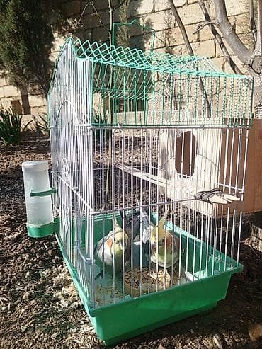 pomeranian satilir: 2 ədəd korella satılır! dişi erkək,heçbir xəsdəlikləri yoxdur,qəfəs — 4