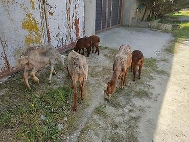 kristal yem mmc: Cavan ana balla qoyunllardi. 3. ana 3 balla bir ana balla 350 m — 8