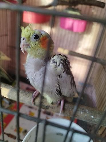 Növ: Nimfa papağanı (Cockatiel)ok bu Rəng/morf: sarı başlı, yanaqlarda