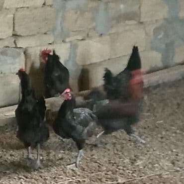 Dovşanlar: Xoruzlar satılır — 1