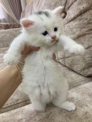 Ağ tüklü balaca pişik balası - Cins: ehtimalən Scottish Fold/Longhair
