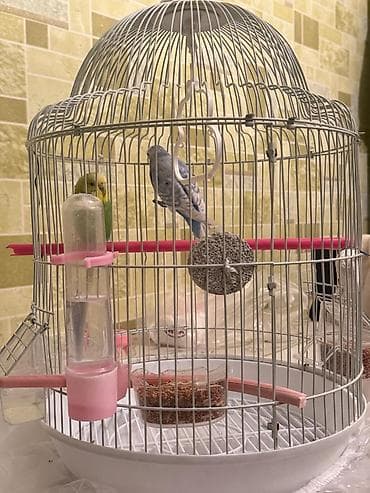 Аквариумы: Dalmatin və sarı-yaşıl rəngli iki dalğıç (büdcəqarışıq) cütü və tam — 10