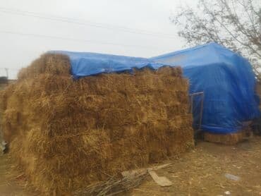 it ucun yem: Yonca pres satıram 3-4 biçim.400ədət var.Hamısını alan olsa.Qiymət 6 — 2