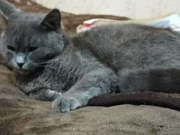 купить кошку в баку: Кошки — 1