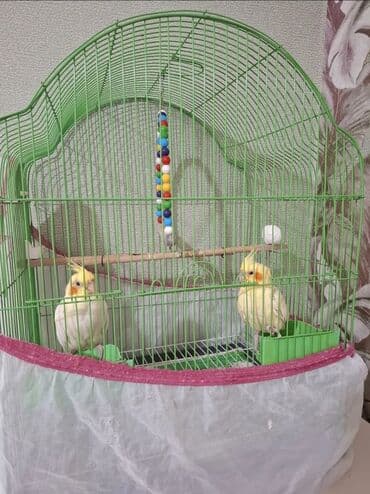 Hyundai: ❗️❗️❗️Təcili Satılır❗️❗️❗️. Məhsul: Hazır cüt Lutino korella — 1