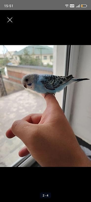 Papuqay oz qusumun balalaridi satiram 1 ededi 15 azb